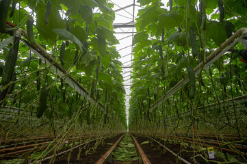 Young green cucumbers vegetables hanging on lianas of cucumber plants in green house