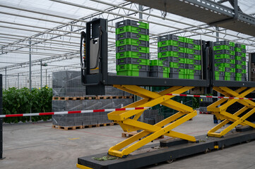 Dutch organic greenhouse farm with rows of eggplants plants with ripe violet vegetables and purple...