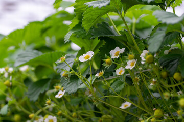 Spring season in greenhouse, unripe green strawberries growing on organic strawberry farm in the Netherlands