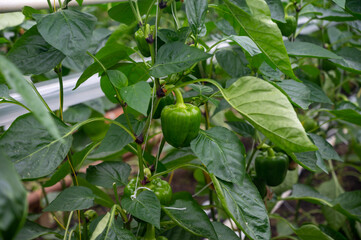 Big ripe sweet bell peppers, green paprika, growing in glass greenhouse, bio farming in the Netherlands