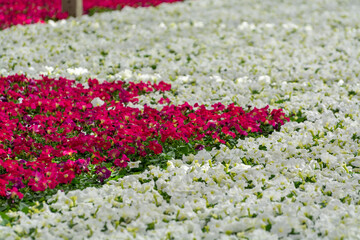 Cultivation of different summer bedding plants, begonia, petunia, young, flowering plants,...