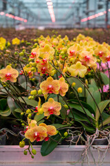 Cultivation of colorful tropical flowering plants orchid family Orchidaceae in Dutch greenhouse with UV IR Grow Light for trade and worldwide export