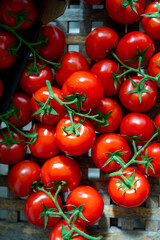 Red ripe tasty Dutch tomatoes growing indoor in greenhouse all seasons, food industry in Netherlands