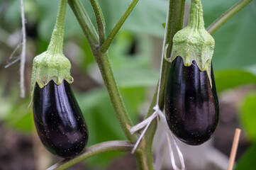 Dutch organic greenhouse farm with rows of eggplants plants with ripe violet vegetables and purple...