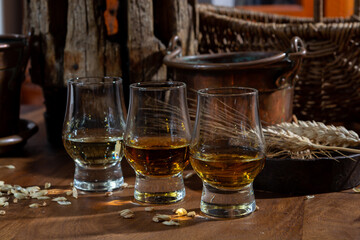 Small tasting glasses with aged Scotch whisky on old dark wooden vintage table with barley grains