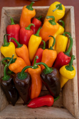 Fresh ripe red, orange, yellow sweet paprika pepper close up