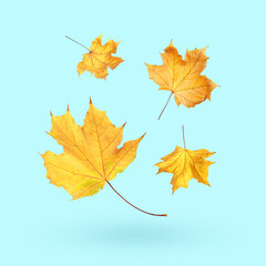 Naklejka na ściany i meble Maple leaves falling on light blue background