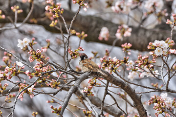 桜ノ宮の桜