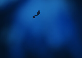 Under the sea 