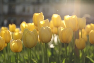Obraz premium Beautiful yellow tulips growing outdoors on sunny day, closeup. Spring season