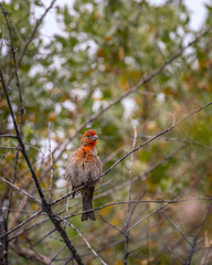 May 12, 2023, Malibu, CA, USA: A male House Finch (Haemorhous mexicanus) perches in a shrub at Malibu Lagoon.
