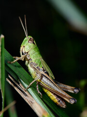 grasshopper on the grass