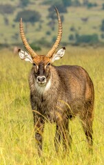 a water buck antelope on the Masai Mara savannah, Kenya, face andhorns covered with flies.