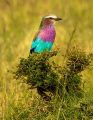 a Lilac breasted roller on the Masai Mara savannah, Kenya