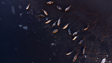 Fur Seals in Natural Environment. Pure Icelandic Nature. Ocean Coast with Floating Ice at Sunset. Wildlife in Iceland. Sea Lions Aerial View.
