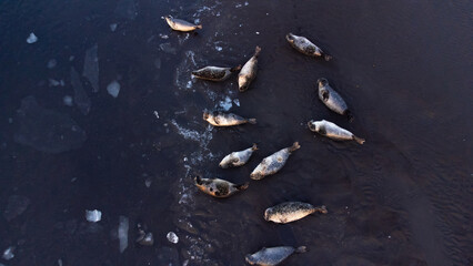 Fur Seals in Natural Environment. Pure Icelandic Nature. Ocean Coast with Floating Ice at Sunset. Wildlife in Iceland. Sea Lions Aerial View.