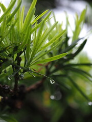 雨雫と庭木の葉