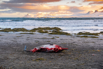 Dead Dolphin on The Beach. Dead Sea Animal, Decaying Corpse. Global extinction concept.