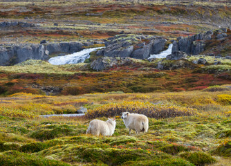 Icelandic Sheep Graze in the Mountain Meadow. Group of Domestic Animal in Pure and Clear Nature....