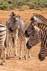 Fototapeta na wymiar Portrait of zebras standing