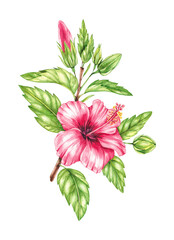 Watercolor red hibiscus on a white background