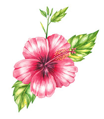 Watercolor red hibiscus on a white background