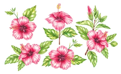 Fotobehang Tropische planten Watercolor red hibiscus set on a white background