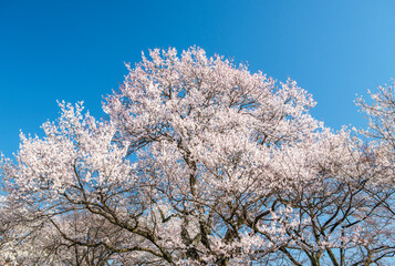 満開の桜と青空