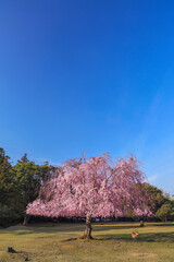 奈良公園　おかっぱ桜と一匹の鹿　縦位置