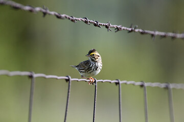Spring Scene of Savannah sparrow perched on a wire agricultural fence
