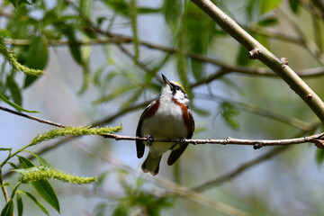 Close up of a colorful male Chestnut-sided warbler perched on a branch