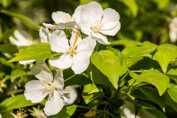 white blossoms on a tree