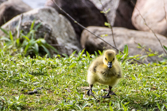 baby goose on the grass