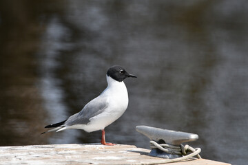 A cute male Bonaparte Gull standing on the end of a dock looking out over the water
