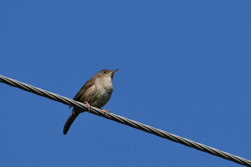 House Wren bird sitting perched on a hydro wire against a blue sky