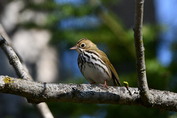 Cute little Ovenbird sits perched on a branch 