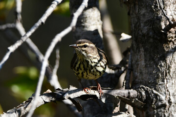 A Northern Waterthrush bird sits perched on a branch in the forest