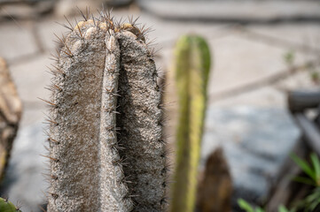 Close up of Cereus cactus having problem with scale insect attached and sucking sap from this plant.