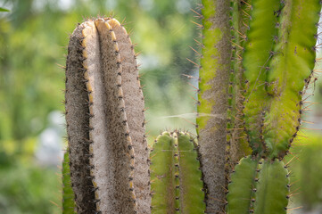 Close up of Cereus cactus having problem with scale insect attached and sucking sap from this plant.