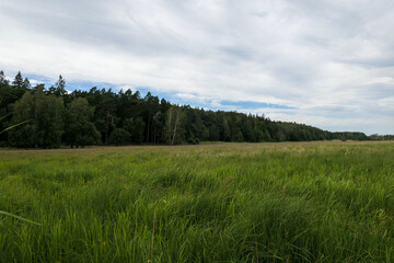 forest and sky