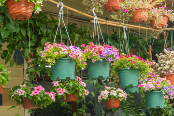 Fototapeta na wymiar colourful petunia flowers hanging in garden