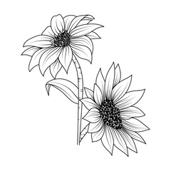 sunflower sketch line art illustration