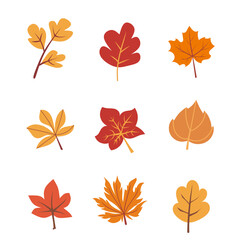 Hand drawn autumn leaf illustration  on white background