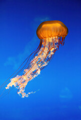 Chrysaora fuscescens a beautiful orange jellyfish isolated on blue background
