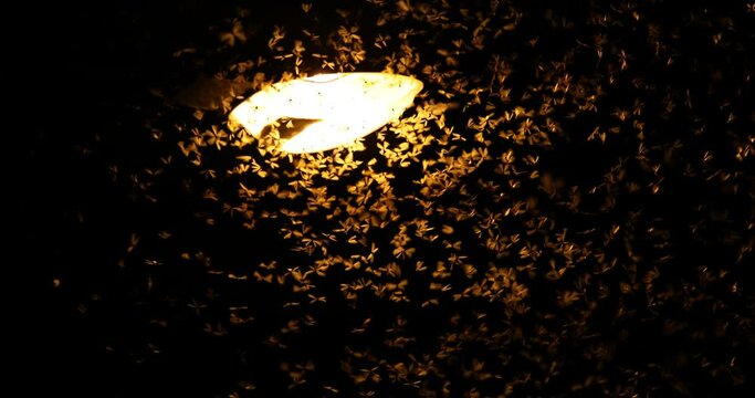 Moths are flying to find the light from neon lights at night.