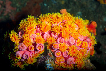 Cup corals