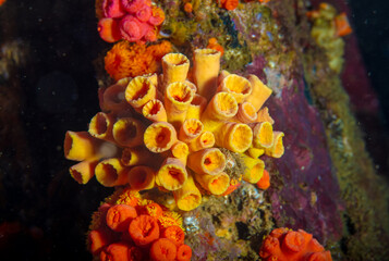 Cup corals