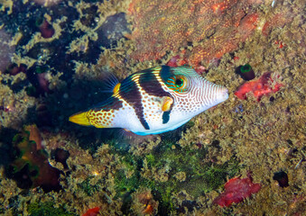 Saddle-back pufferfish