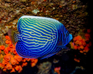 Juvenile agelfish