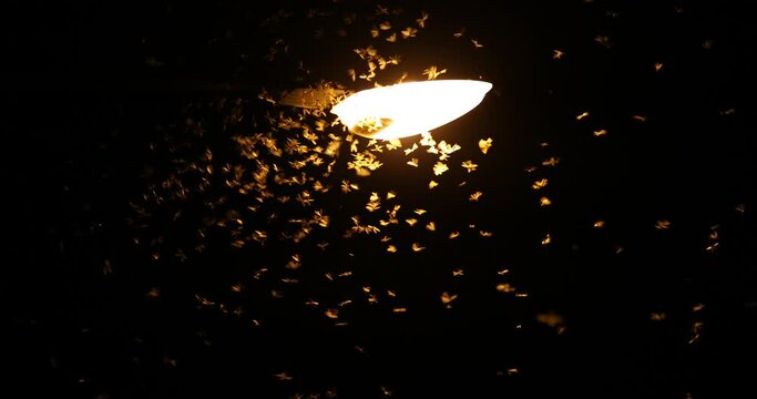 Moths are flying to find the light from neon lights at night.